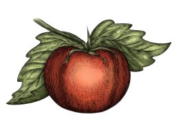 tomato woodcut 2